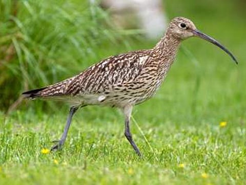 Eurasian Curlew was among 145 species of birds spotted during the first Sundarban Bird Festival.