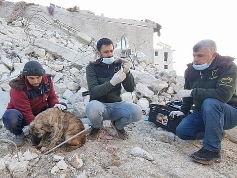 Workers from Ernesto's Sanctuary for Cats in Syria dug through rubble to find a dog injured by the earthquake and lost from its humans.