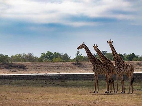 The famed Kruger national park has been hit by floods in South Africa.