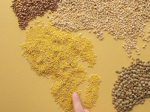 Millet is an adaptable grain that helps to protect our cardiovascular health, prevents the onset of diabetes, besides helping people achieve and maintain a healthy weight