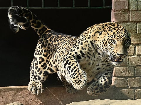 A pet leopard captured from a residential area, now inside a cage in a former zoo in Islamabad on February 17, 2023.