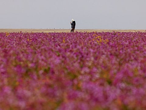 A man walks in a field covered with lavendar-coloured blooms in the Saudi town of Rafha, near the border with Iraq, on February 13, 2023.