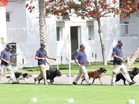The dogs' sense of smell is 50 times sharper than ours, enabling them to sniff out wanted persons and items
