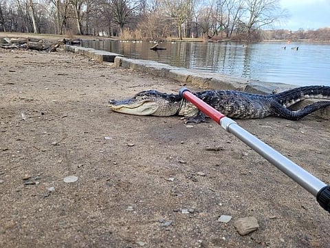 Members of the Parks Enforcement Patrol and Urban Park Rangers capture an alligator from a lake in Prospect Park in the Brooklyn borough of New York City, U.S., February 19, 2023.