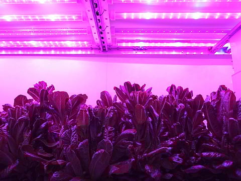 A vertical farm by AeroFarms. Abu Dhabi got itself a super-size vertical farm, through AeroFarms AGX. Dubai went for its tall farm with Bustanica last year. More should be coming.