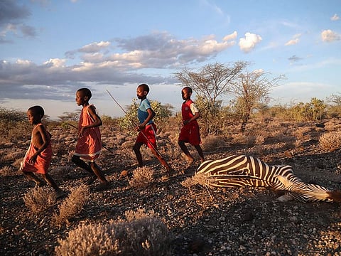 Maasai children run past a zebra that local residents said died due to drought, as they graze their cattle at Ilangeruani village, near Lake Magadi, in Kenya.