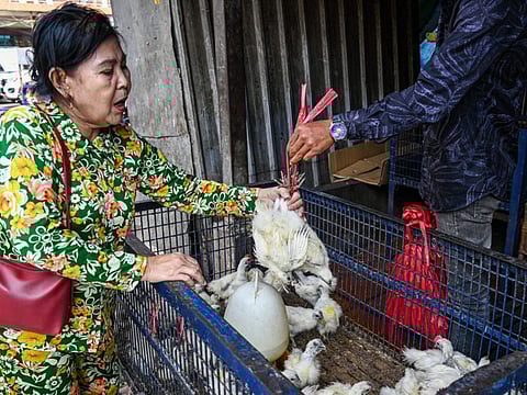 A woman buys chickens at a market in Phnom Penh on February 24, 2023. The father of an 11-year-old Cambodian girl who died earlier in the week from bird flu tested positive for the virus, health officials said.