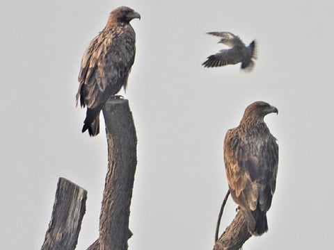 Migratory Eastern imperial eagles spotted in Al Marmoom Desert Conservation Reserve.