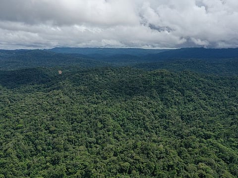 An aerial view of the Amazon forest.