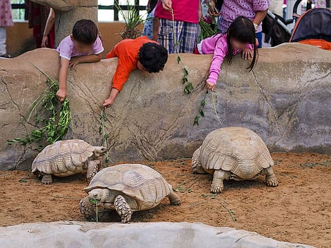 Not only does a trip to the zoo provide children with lasting memories of interacting with animals, it can also significantly increase their scientific learning about animals and habitats. Picture used for illustrative purposes only.