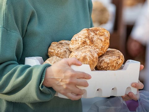 Seasonal truffles are usually in high demand in Saudi Arabia following rainfall. Truffle hunting seasonally gets underway in the second half of January in rain-hit sites.
