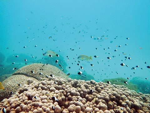 United Nations members have agreed on a unified treaty to protect biodiversity in the high seas — nearly half the planet’s surface.