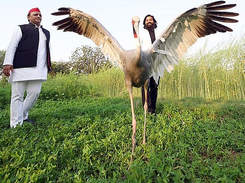 Samajwadi Party (SP) chief Akhilesh Yadav meets with Mohammed Arif and his friend Sarus crane at a field during his visit to Amethi.