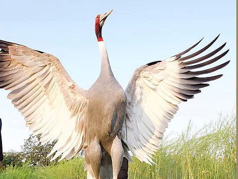 The Sarus crane is seen at a field in Amethi near Mohammed Arif's home.