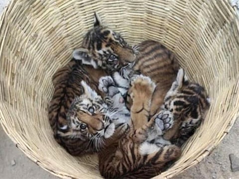 The cubs are said to be doing well and are being fed with milk and water.