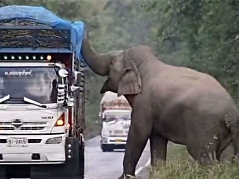 Elephant stops sugarcane truck in Thailand, video goes viral