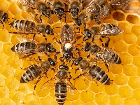 The man was unable to evade the attack, and in a matter of seconds, more than 500 bees stung him all over his body, making him lose consciousness.