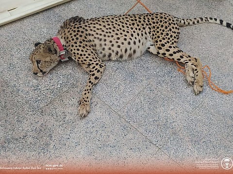 Saudi Arabia bans dealing in endangered animals including keeping and displaying them.