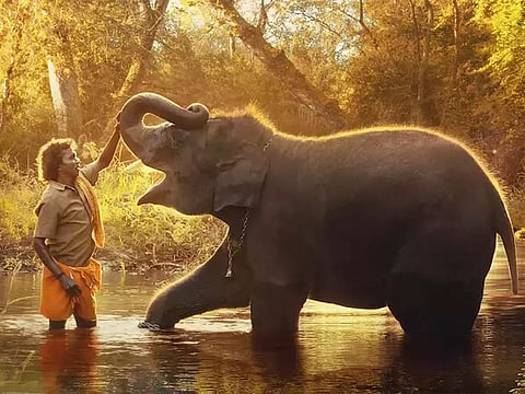 A Love Story of Elephants and Keepers: The Heartwarming Tale of The Elephant Whisperers