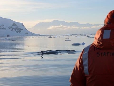 An Antarctic minke whale is seen from the deck of a research vessel in the waters off the West Antarctic Peninsula in this 2019 handout photo.