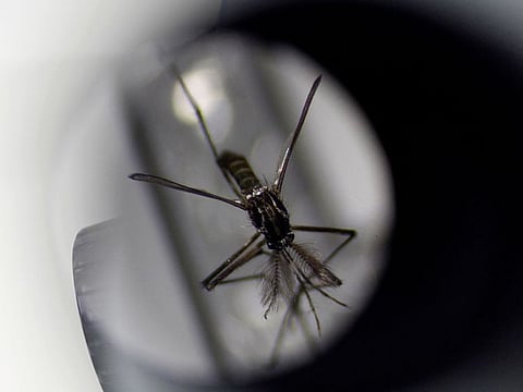 Chikungunya is a viral disease spread by infected mosquitoes and until now the only way to protect against infection was to avoid getting bitten.