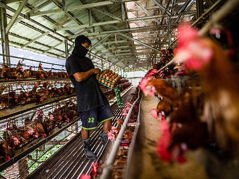 The ministry stated that this increase will contribute to protecting poultry and egg companies and farms from the negative effects of the high costs of productions.