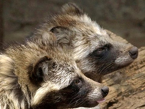 The data show that some of the COVID-positive samples collected from a stall known to be involved in the wildlife trade also contained raccoon dog genes, indicating the animals may have been infected by the virus, according to the scientists.