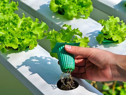 What if all you needed to grow edibles was water, light and a bottle of nutrients?