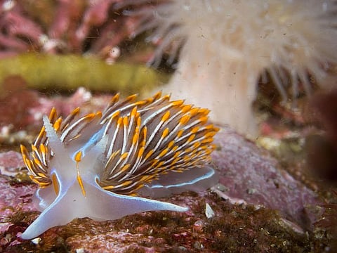 Hermissenda crassicornis.