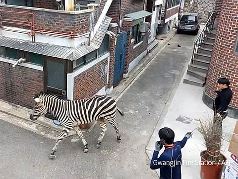 The zebra was photographed walking through Seoul