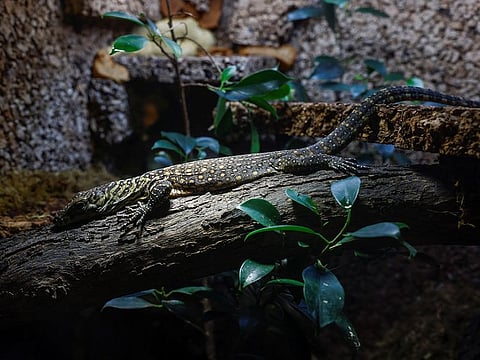 Embum, a one-month-old baby Komodo dragon, one of the five Komodo dragons born at Bioparc Fuengirola, rests in a terrarium in Fuengirola, southern Spain.