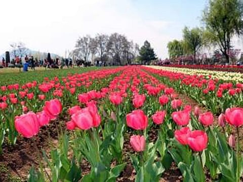 Spread over 52 hectares of picturesque land on the foothills of Zabarwan mountains and located by the banks of the Dal Lake, Srinagar’s Tulip Garden is the largest tulip garden in Asia.