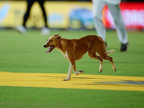 A dog invades the field during the Indian Premier League (IPL) Twenty20 cricket match between Chennai Super Kings and Lucknow Super Giants at the MA Chidambaram Stadium in Chennai.