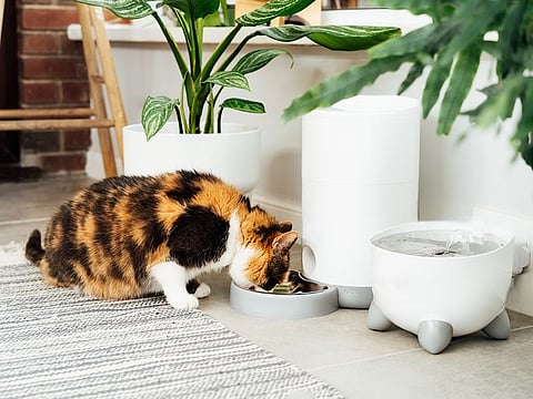 Automatic pet feeders dispense just the right amount of food at a desired time, with some even playing your voice recording, so that your pet knows it's meal time.
