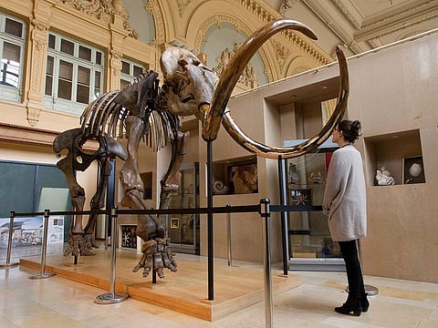 A visitor looks at a complete mammoth skeleton that is displayed before its auction by Aguttes auction house in Lyon, France.