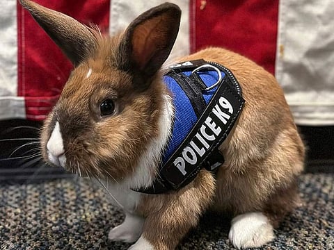 Yuba City Police "wellness officer" Percy, a rabbit who was rescued in 2022, in Yuba City, Arizona.