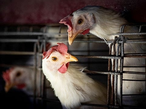 Sporadic infections in people with bird flu are common in China where avian flu viruses constantly circulate in huge poultry and wild bird populations.