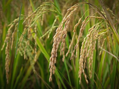 Only private traders are allowed to import rice subject to a tariff under a law passed in 2019, which removed the import licensing function of the National Food Authority.