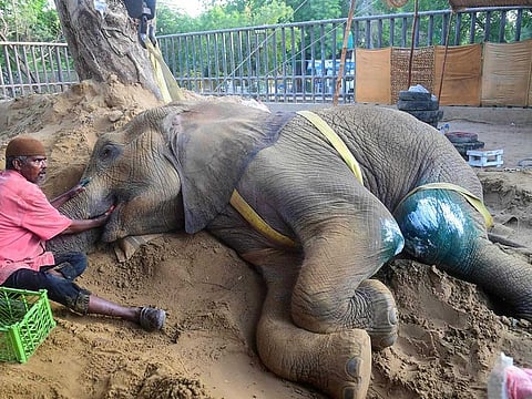 A mahout feeds elephant Noor Jehan at the Karachi Zoo in Karachi on April 14, 2023.