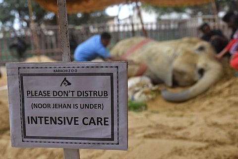 Veterinarians examine elephant Noor Jehan at the Karachi Zoo in Karachi on April 18, 2023.