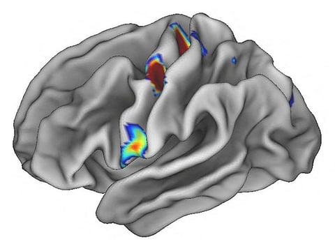 Three coloured spots on each half of the brain illuminate special locations in the movement areas of the brain that connect to areas involved in thinking, planning and control of basic bodily functions such as heart rate, in an undated illustration.