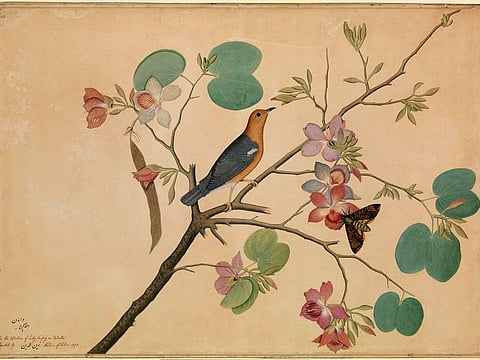 An Orange-Headed Ground Thrush and a Death's-Head Moth on a Purple Ebony Orchid Branch Shaikh Zain al–Din Indian, 1778