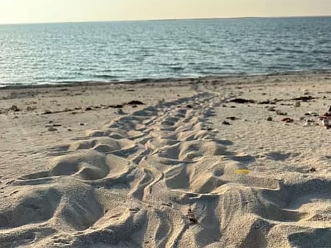 Environment Agency Abu Dhabi (EAD) said it had noted the first turtle nesting last month, and shared a picture of the sand prints on the beach.