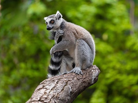 Animal lovers will be able to adopt Lemon the sloth, Kendrick the lemur (pictured), Amal the slow loris, Goldie the blue and gold macaw, and Coco the toco toucan for the duration of one year