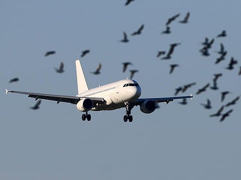 Bird strikes can refer to any time a bird hits a plane - whether it's on the ground or in the air, or comes into contact with a wing, windshield or other part of the aircraft.