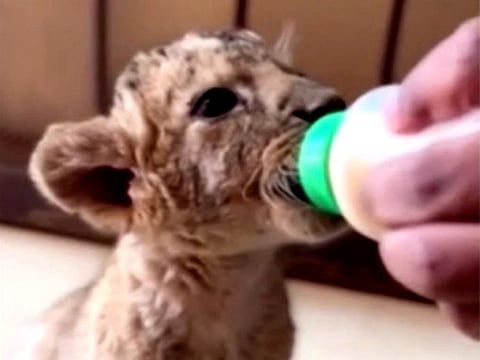 We have no supplies, no fuel, no electricity, no water, says Osman Salih, who travels 15 km to the outskirts of Khartoum to look after and feed more than 200 animals, including 25 lions and six hyenas.