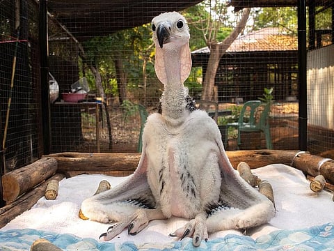 A new born red-headed vulture is pictured at Nakhon Ratchasima Zoo, Thailand.