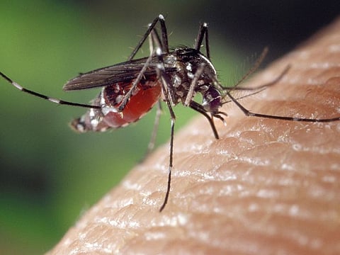 Mosquitoes spread tropical diseases that kill at least 700,000 people a year — more than any other animal, according to the World Health Organisation.