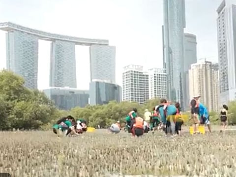 The Sorbonne University team planting mangrove trees.