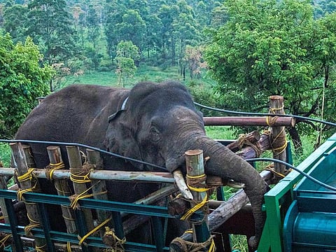 This picture taken on April 29, 2023, shows forest officials transporting 'Arikomban' the wild elephant, at Idukki district in India's Kerala state.